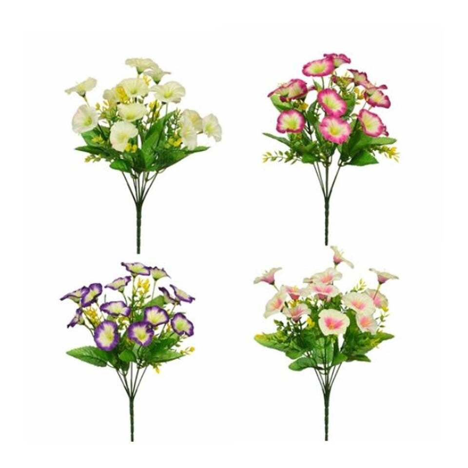 Mini Morning GloryY Flower Bush Assorted Colours