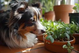 Garden & Pets