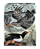 Angela Harding Cards - Redshank and Oystercatcher