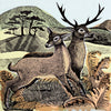 Angela Harding Cards - Deer & Autumn Bracken