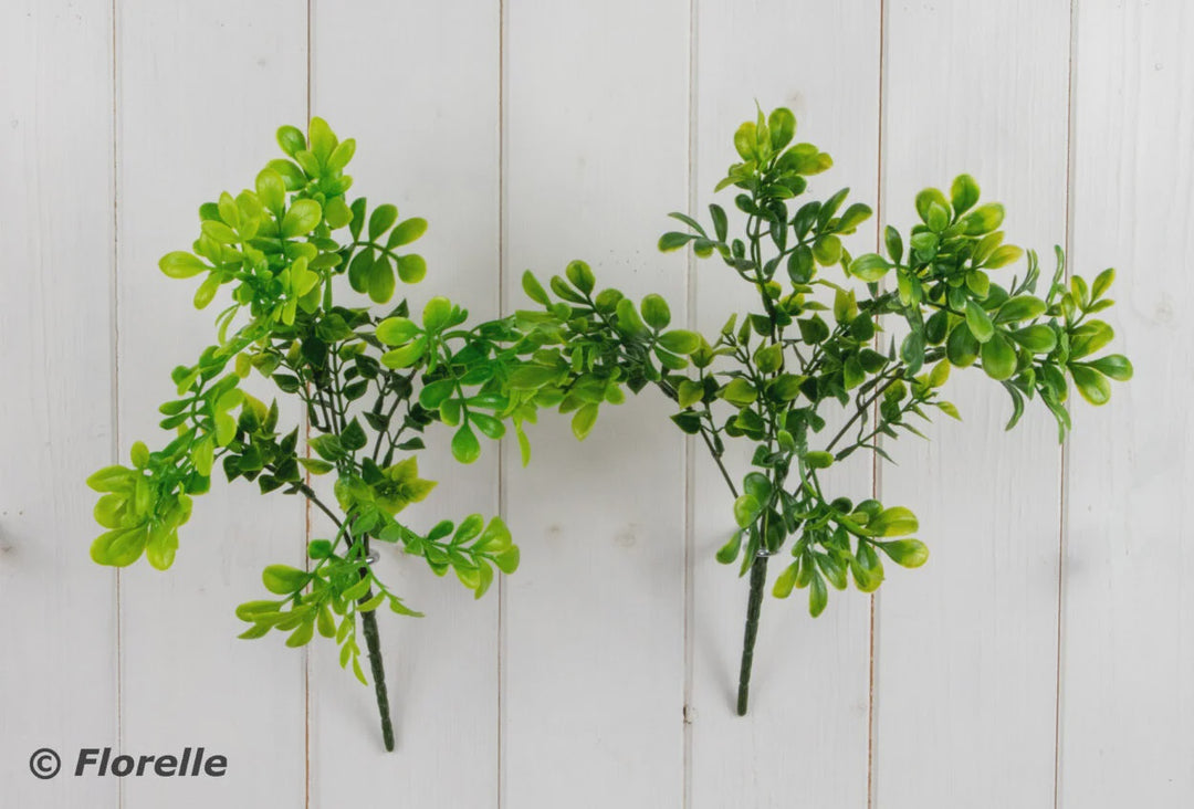 Mini Green Ruta Bush