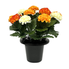 25Cm Orange Mini Chrysanthemum Grave Pot